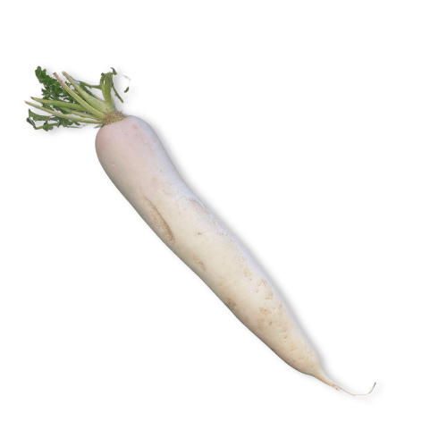 Rettich