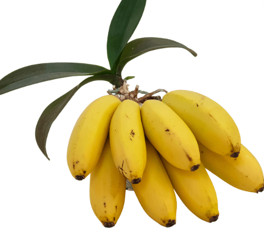 Baby bananen - Van den Bos 