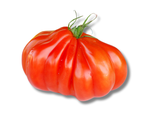 Coeur de boeuf tomaten