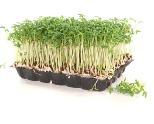 Tuinkers
